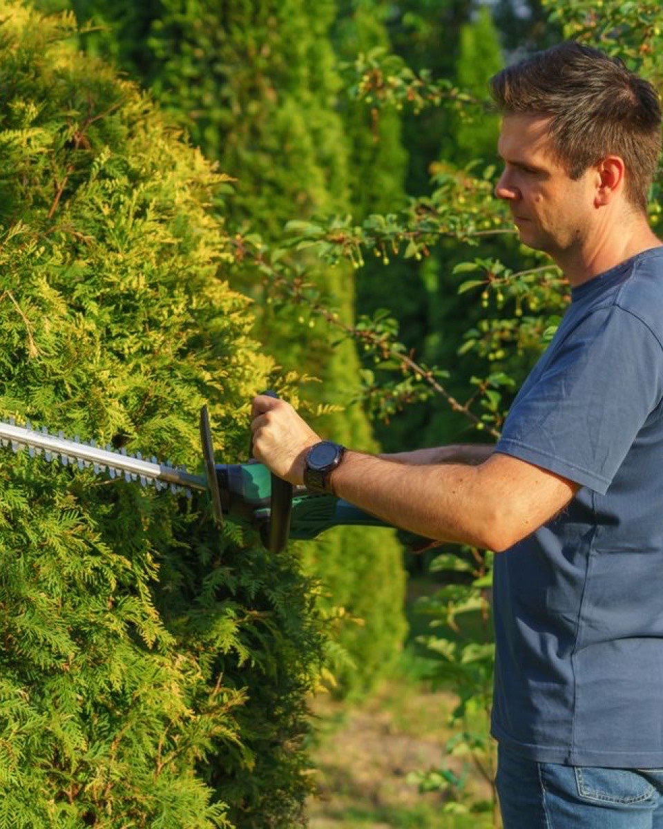 A worker trims a hedge, shown as an illustration.